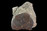 Polished Dinosaur Bone (Gembone) Section - Colorado #96443-1